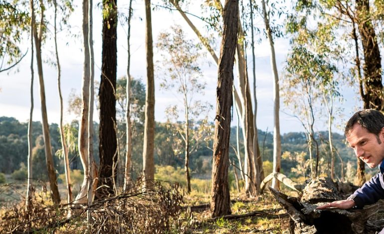 ‘Absolutely damning’ report blasts NSW government’s handling of biodiversity offset scheme