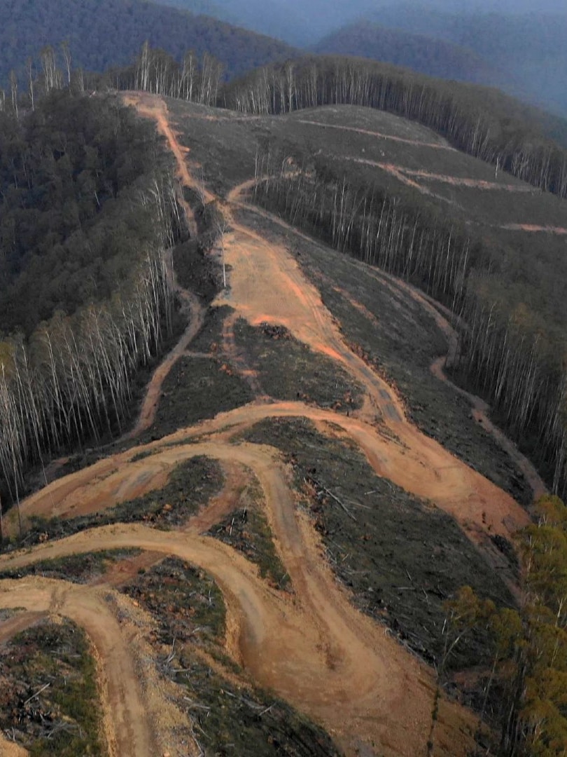 Questions over detection of illegal logging in Victoria, says auditor-general